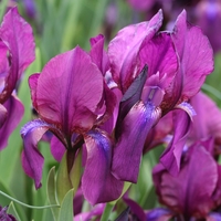Iris furcata Photo: A. Hoog